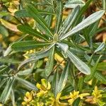 Hypericum kalmianum Folha