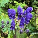 Aconitum napellusFlower