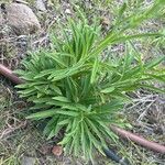 Erigeron sumatrensis Frunză