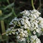 Seseli tortuosum Flower