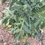 Volutaria tubuliflora Hoja