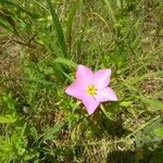 Sabatia campestris Flower