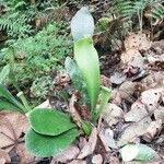 Antrophyum boryanum Hoja