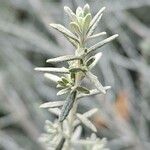 Artemisia herba-alba ഇല