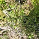 Alisma triviale Flor