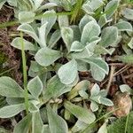 Antennaria alpina 葉