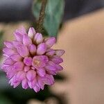 Persicaria capitata Flower