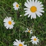 Leucanthemum ircutianum Квітка