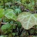 Hedera helixFuelha