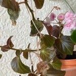 Begonia cucullata cv. 'Doublet Rose Pink'Fulla