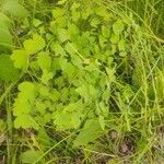 Thalictrum dioicum Folio