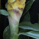 Costus wilsonii Fruit