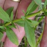 Spermacoce verticillata Blomst