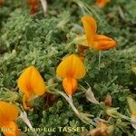 Lotus glaucus 花