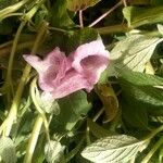 Sesamum indicum Blüte