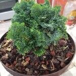 Chamaecyparis obtusa Hoja