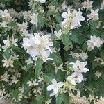 Philadelphus lewisiiCvet