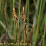 Carex pauciflora Fruitua