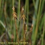 Carex pauciflora Ovoce