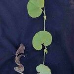Aristolochia labiata ഇല