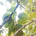 Ficus auriculata Leaf