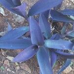 Tradescantia pallidaLehti