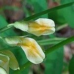 Lathyrus laevigatus Квітка
