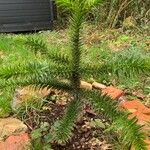 Araucaria angustifolia Hoja