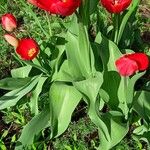 Tulipa agenensis পাতা