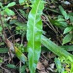 Elaphoglossum macropodium Blad