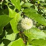 Cephalanthus occidentalis L.Кветка