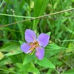 Rhexia virginica 花