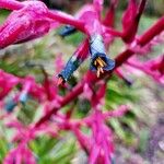 Puya spathacea Blomst