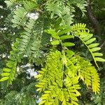 Gleditsia sinensisبرگ