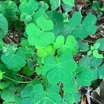 Oxalis grandis List