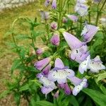 Penstemon cobaea Flower