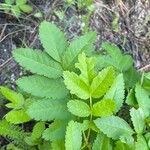 Sorbus californica Lehti