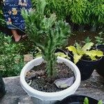 Euphorbia lactea 葉