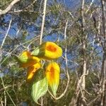 Trochomeriopsis diversifolia Fruto