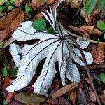 Cecropia schreberiana Hoja