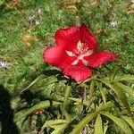 Hibiscus coccineusപുഷ്പം