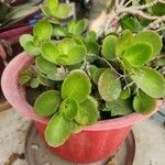 Kalanchoe crenata Leaf