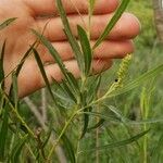 Salix exigua Leaf