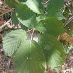 Rubus adscitus Folha