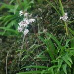 Nardostachys jatamansi Habit