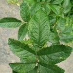 Rosa multiflora Blatt