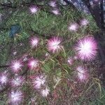 Calliandra brevipes Květ