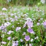 Phacelia hirsuta Kvet