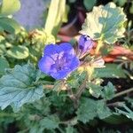 Phacelia campanularia Blüte