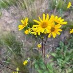 Helianthus occidentalis Květ